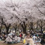서울숲 벚꽃-봄의 예찬
