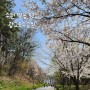 경기도수원ㅣ아이와 가볼만한곳 벚꽃길 꽃구경 명소 추천 광교호수공원 개화상황 물놀이분수 운영시간