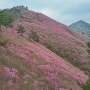 우리나라의 명산을 찾아서 110(20년~) / 창원 천주산, 연분홍빛으로 불타는 진달래꽃밭 산책길