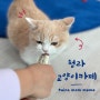 인천 서구 청라 고양이 카페 아스클레페이온 아이들과 갈만한 곳