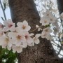 [카페낙타] 벚꽃의 향연