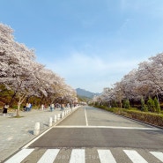 [경기] 2024 서울대공원 벚꽃축제 - 4월 6일 벚꽃현황