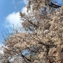 서울 근교 경기도 여주 흥천남한강 벚꽃축제 봄나들이 가볼만한곳 낮술파티🌸