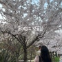 동대입구 벚꽃길 남산서울타워 가는길에 들리기 좋은 벚꽃 명소