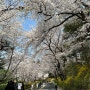 주말일상, 해방촌 남산 벚꽃 봄을 느끼고 오다.