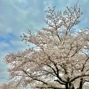 일산호수공원 벚꽃명소 주차 꿀팁