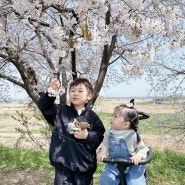 [유유남매 육아일상]만경강 삼례교 벚꽃맛집 꽃구경 다녀왔어요