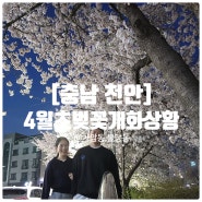 [충남 천안] 4월초 실시간 벚꽃 개화상황(차암동,불당동)