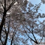 4월 1일~7일 벚꽃 구경은 회사에서