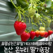 [충남 논산] 논산 딸기축제 온누리 딸기농장 봄 딸기 체험 #내 돈 내산