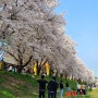 경기도 화성 벚꽃 숨은 명소 즐길거리 많은 발안천 벚꽃축제