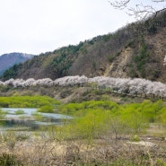 장수 동화호 벚꽃길, 전세낸듯 여유롭게 즐길수 있는 숨은 벚꽃여행지