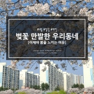 벚꽃 만발한 우리동네 #정림동벚꽃 #대전벚꽃축제 #대전벚꽃