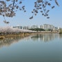 수원 벚꽃길 명소 황구지천-서호공원-만석공원-광교저수지-팔달산 라이딩 하다