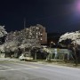절정기의 막바지 야간 모전 천 벚꽃 축제장을 다녀오다!