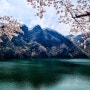 진안 용담호 벚꽃 가득한날 드라이브를 즐기다.