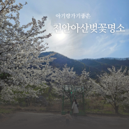 천안 아산 아기랑 가기 좋은 벚꽃명소 서남대학교 원성천 단대호수 천호지 각원사