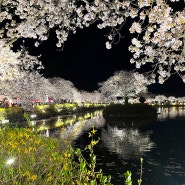 대전 근교 한시간거리 벚꽃 명소 가볼 만한 곳 김천 연화지 벚꽃 야경