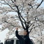 [ 동탄 벛꽃명소 ] 리베라cc 경로 약도 포함 (feat.서울 근교 벚꽃 보러갈만한 장소)