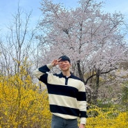 서울 벚꽃 명소 인왕산 개나리 시기 맞춰 함께(+쉬운코스)