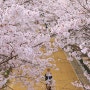 날마다 축제, 서울숲 벚꽃 절정·튤립 개화 시작