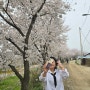 벚꽃길 수원 황구지천 산책! 잠시의 여유를 즐겼습니다.