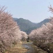 봄나들이, 팔당물안개공원 앞 벚꽃길 🌸 / 남한강카페 엘포레스트 💚