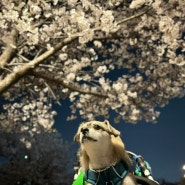 봄 사진 모음집, 나무와 벚꽃사진 찍었던 곳에서.