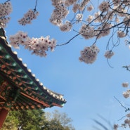 전북 고창 여행 고창 가볼만한 곳 고창읍성 벚꽃 나들이