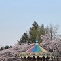 24년 어린이대공원, 석촌호수 벚꽃보고 오기