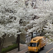 사전투표 완료, 아파트 벚꽃터널