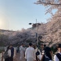 단대호수 걷자고 꼬셔🎵 <천안 천호지> 벚꽃 구경