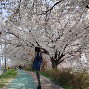 어마무시 예뻤어🌸 세종시 조치원 조천변 정중리 벚꽃길