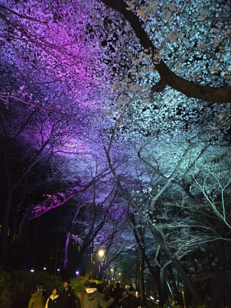 [가볼만한 곳]밤벚꽃성지 인천자유공원