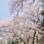 국립현충원 수양벚꽃후기 주차, 잔디, 매점 정보