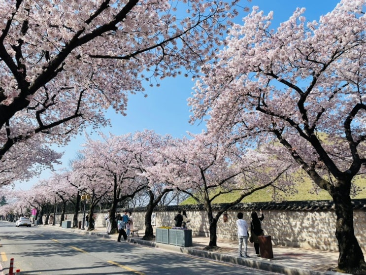 경주 벚꽃놀이 <대릉원 첨성대> 포도송이처럼 탐스러운 벚꽃!