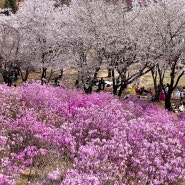 부천 원미산 진달래동산 축제, 진달래꽃과 벚꽃이 같이 어울리는 곳