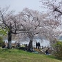 일산 호수공원 2024년 벚꽃이 만발