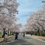 경주 여행 벚꽃놀이 명소 보문호 벚꽃 개화 상태