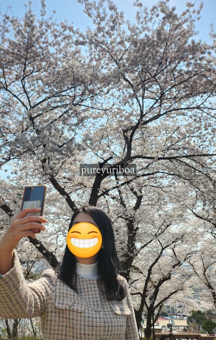 인천 자유공원 벚꽃 나들이 (+ 데이트 코스, 주차 등)