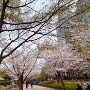 서울 보라매공원 관악구 아기랑 벚꽃구경 유아숲체험 에어파크 공사