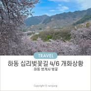 하동 쌍계사 벚꽃 십리벚꽃길 화개 개화상황 실시간