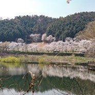 대전 근교 벚꽃명소 충남 여행 세종 고복저수지 벚꽃 나들이 드라이브코스 팁