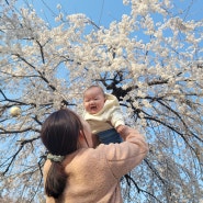 인천 벚꽃 명소 : 인천대공원 #수유실 위치 및 매점 #유모차 & 휠체어 대여