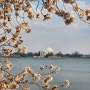 워싱턴 DC :) 따뜻한 봄날에 찾아간 워싱턴 DC의 벚꽃 풍경 (+ 험난한 워싱턴 모뉴먼트 티켓구하기)