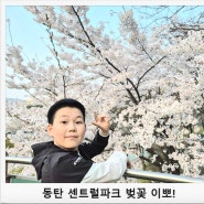 [동탄 센트럴파크] 벚꽃 피크닉 이뽀이뽀!