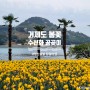 [경남/거제도] 부산출발 봄꽃 당일여행 공곶이 수선화