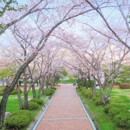 목포 유달산 봄축제 조각공원 벚꽃 피었네요