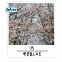 인천 벚꽃개화시기 및 하요미맘 추천 벚꽃명소
