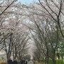 2024년 계양구 서운체육공원 벚꽃터널 & 서부간선수로 벚꽃길
